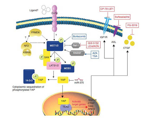 introduction to hippo pathway