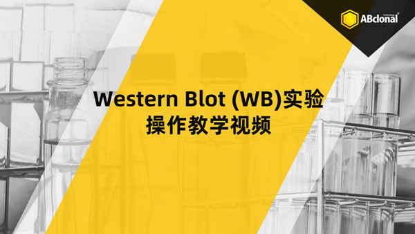 Western Blot (WB)实验操作教学视频
